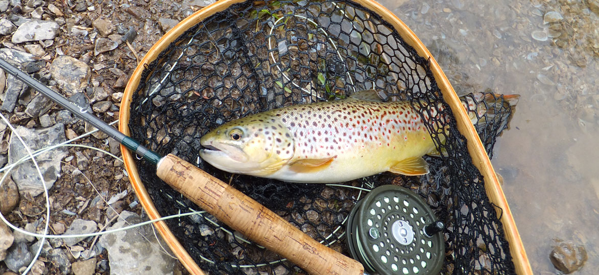 Tiger trout